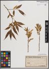 Foto von Salix fragilis L.